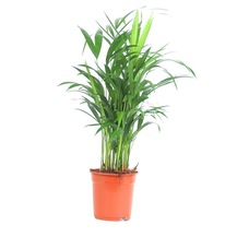 AREKA - SALON PALMİYESİ ARECA LUTESCENS - 50-70 CM
