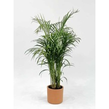 Areka Palmiyesi-Areca Dypsis Lutescens 100-110cm
