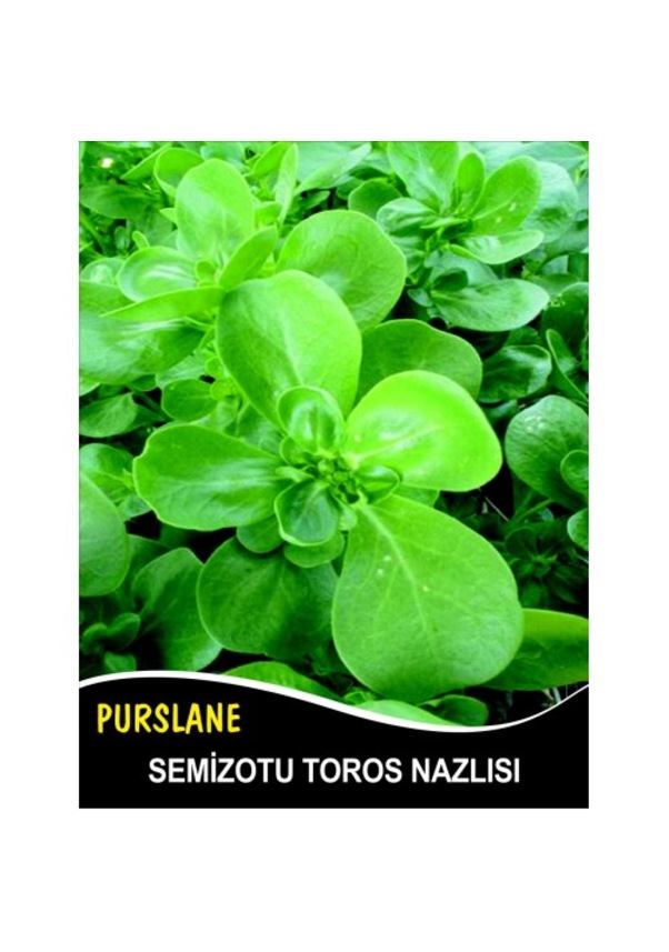 Semizotu Toros Nazl S G Takribi Tohum Fiyatlar Ve Zellikleri