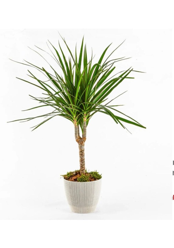 Dracena Marginata 60 Cm Boyunda Fiyatları ve Özellikleri