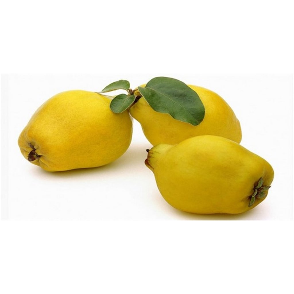 Cydonia Vulgaris Limon Ayva Fidani Tuplu 2 Yasli Fiyatlari Ve Ozellikleri