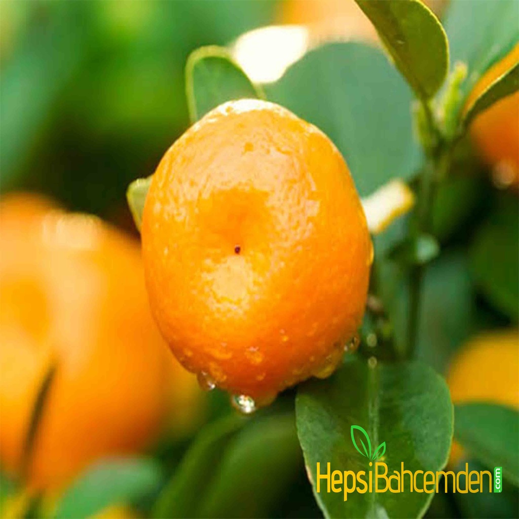 Iki Adet Tuplu Bodur W Murcott Mandalin Agaci Fidani Fiyatlari Ve Ozellikleri