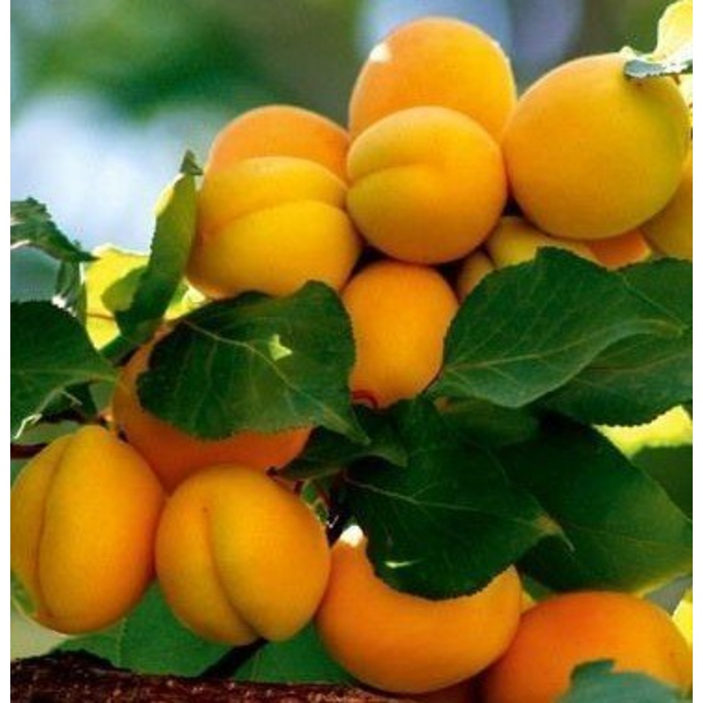 4 Yaş Aşılı Malatya Kayısı Fidanı, Saksıda Fiyatları ve Özellikleri