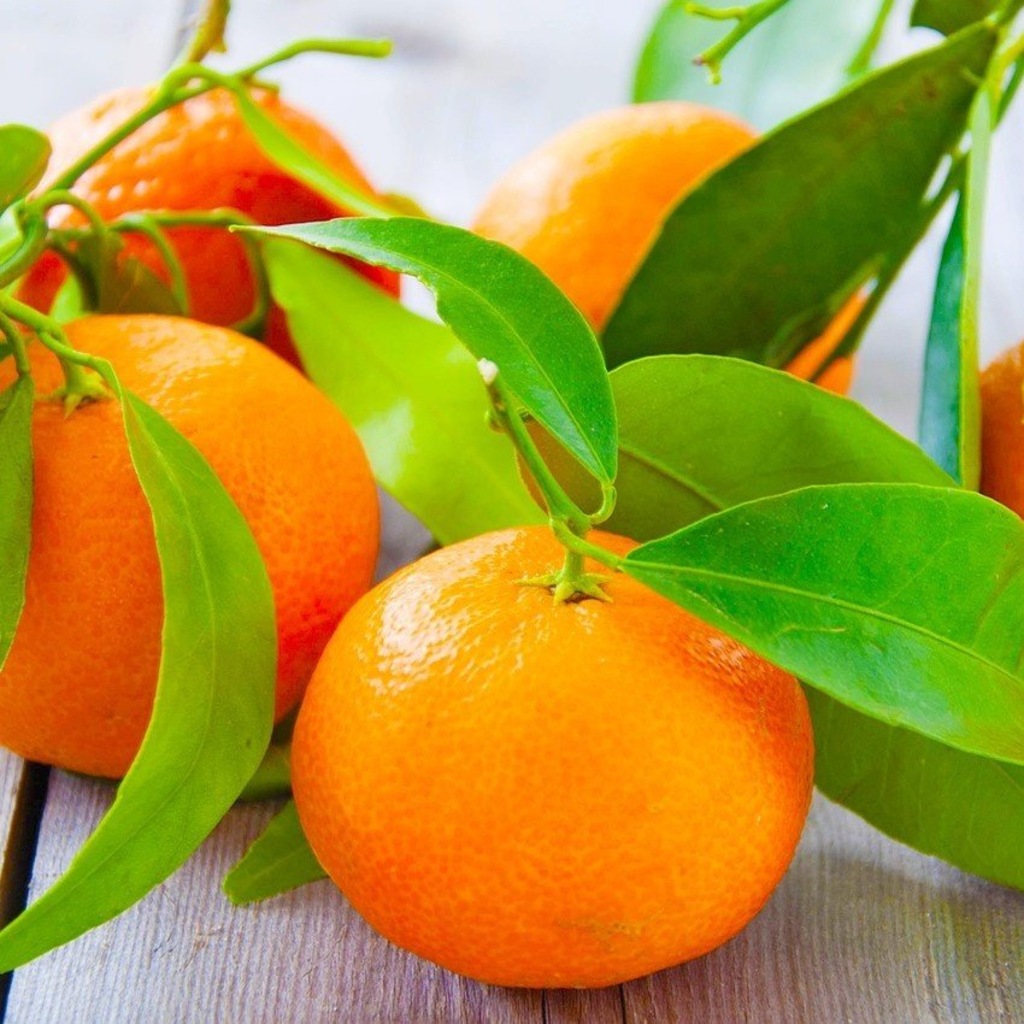 Tuplu Asili Bol Verimli Rize Satsuma Mandalina Fidani Fiyatlari Ve Ozellikleri