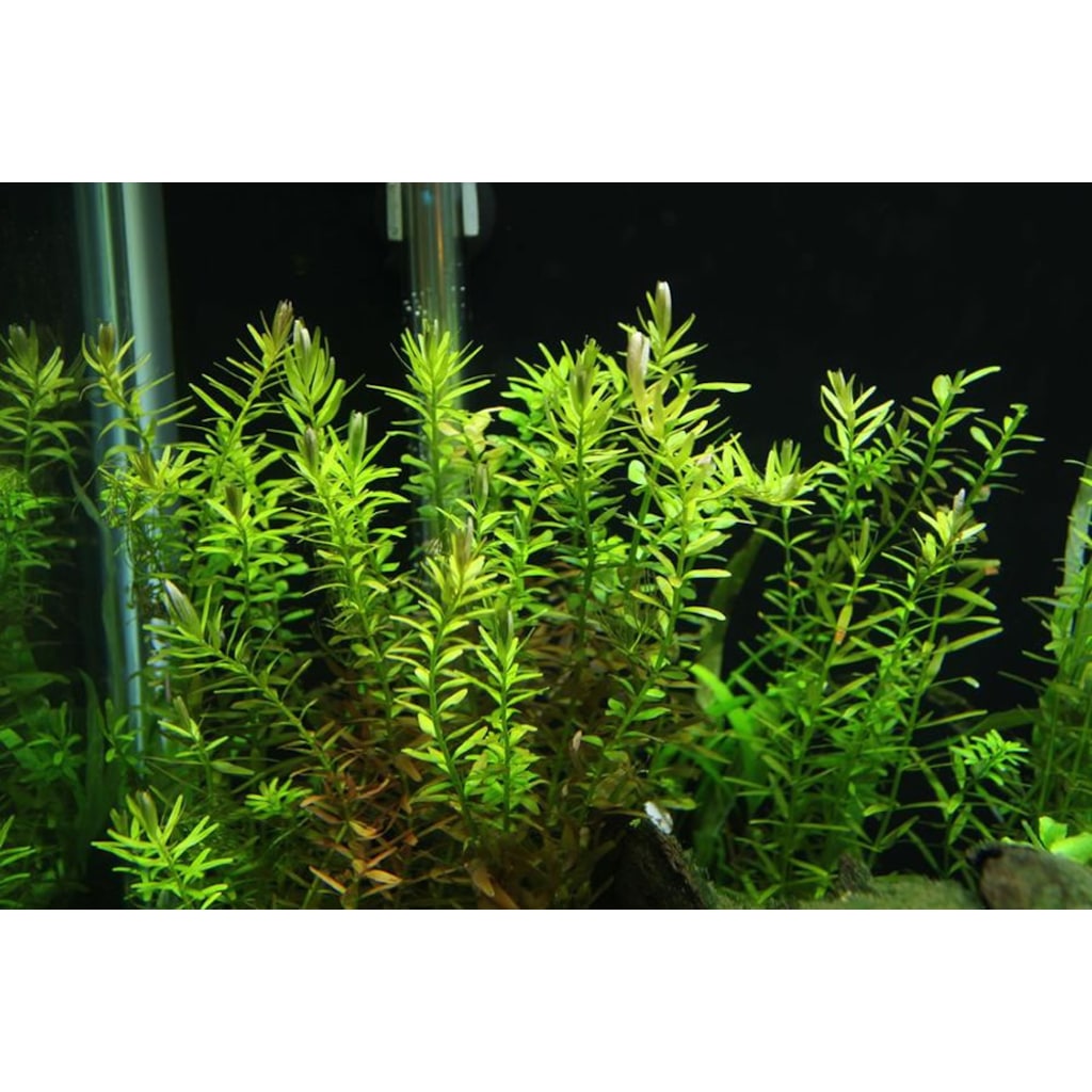 Rotala indica green 1 kök Akvaryum Bitkisi Fiyatları ve Özellikleri