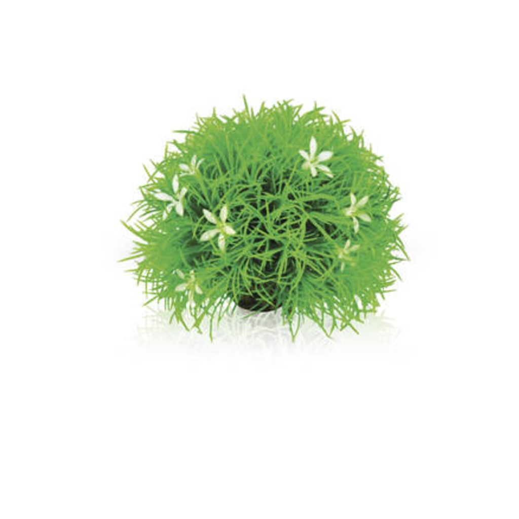 OASE biOrb Papatyalı Topiary Yeşil Top