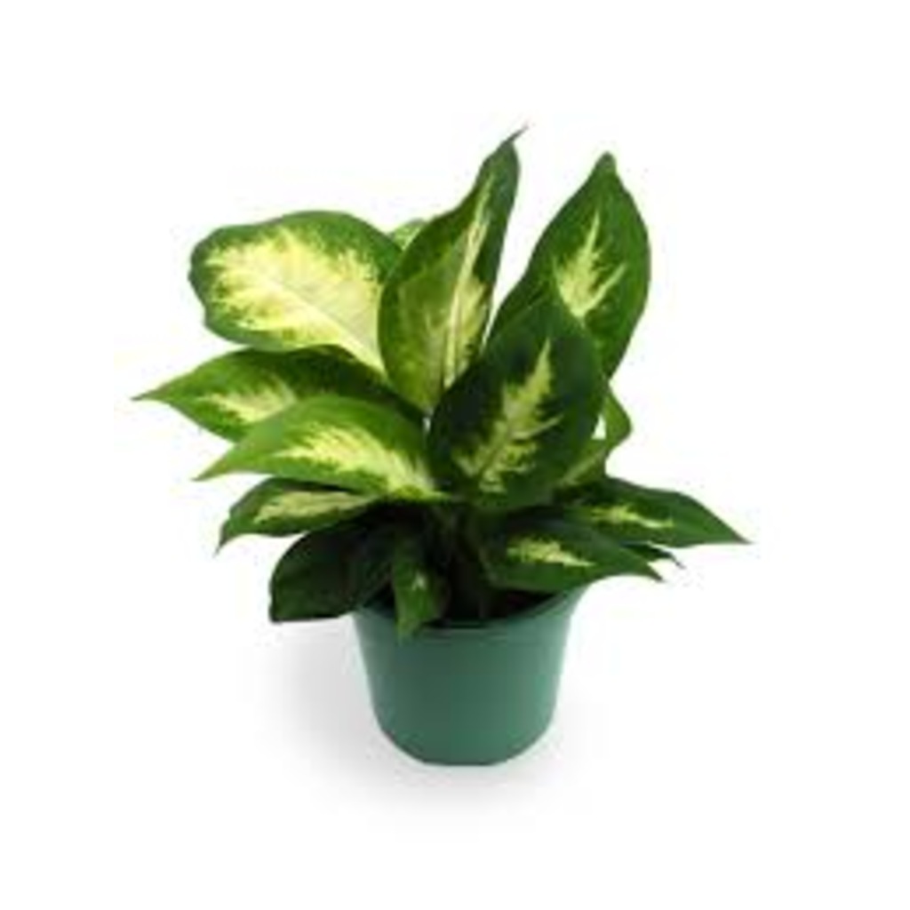 Dieffenbachia Mariana - n11.com