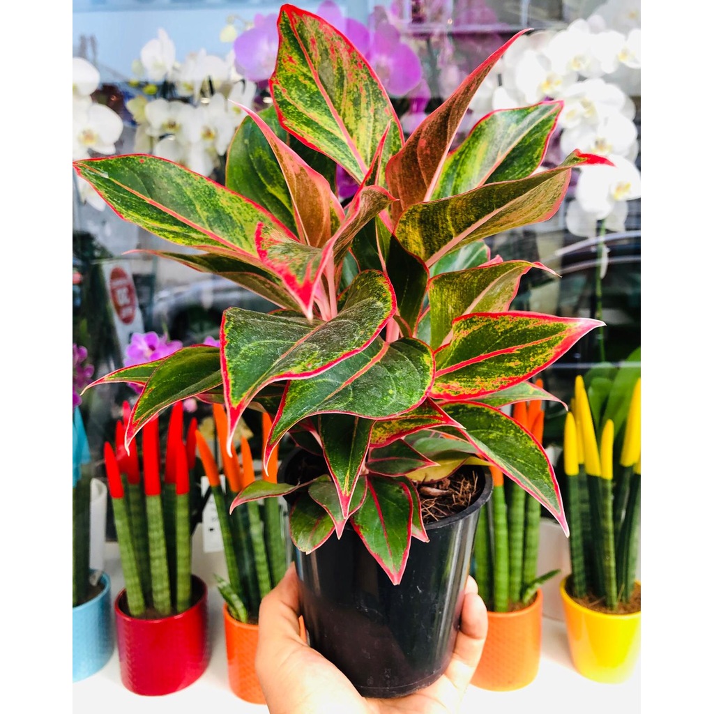 Aglaonema Creta Plant Kırmızı Yeşil Alaca Yaprak Ofis Ev Bitkisi