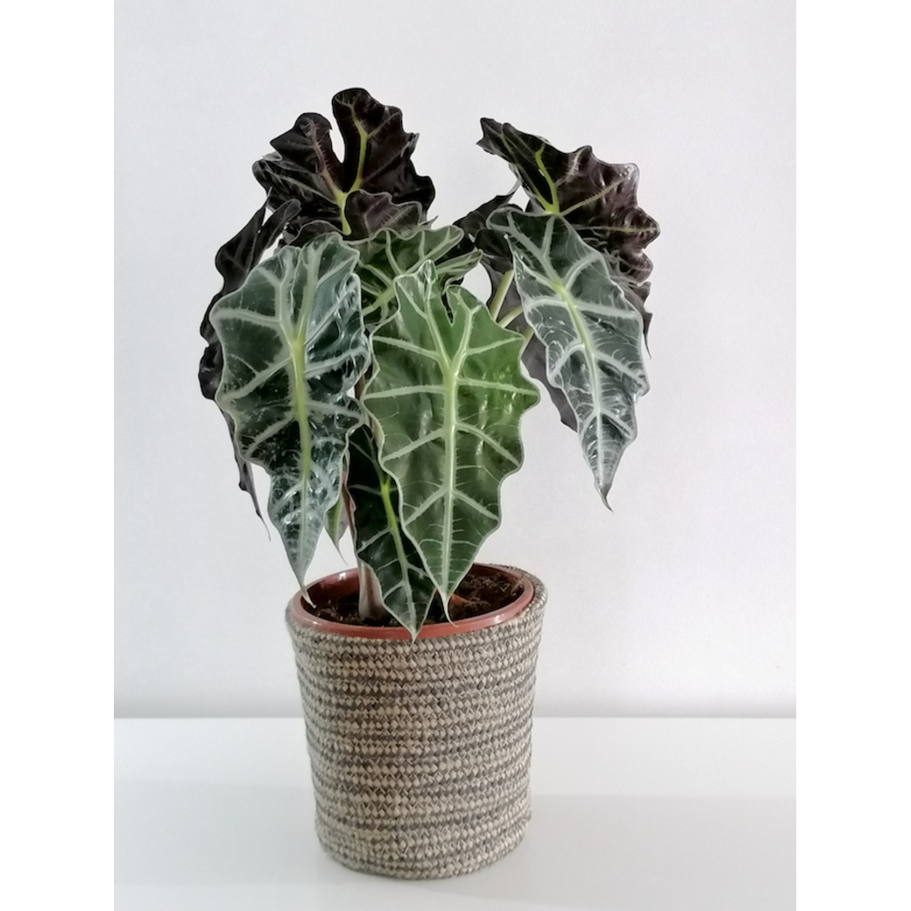 Fil Kulagi Bitkisi Alocasia Polly 45 55 Cm Fiyatlari Ve Ozellikleri