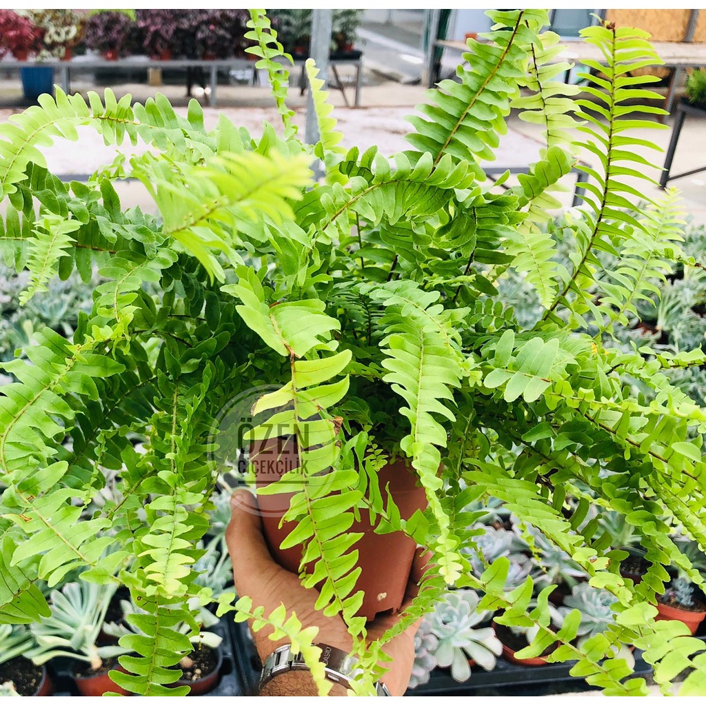 Aşk Merdiveni Fujer Ev Ofis Çiçeği Nephrolepis Boston Fern Plant