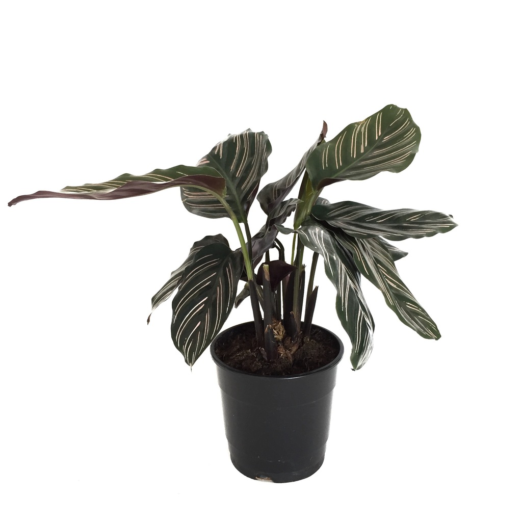 Calathea ornata �Sanderiana� Ev ve Ofis Bitkisi Fiyatları ve Özellikleri