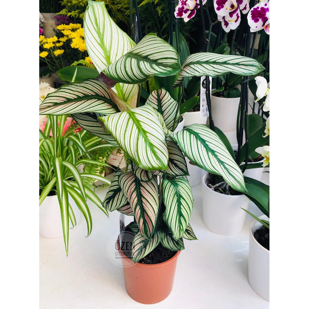 Calathea Whitestar Plant Desenli Renkli Yapraklı Ev Ofis Bitkisi