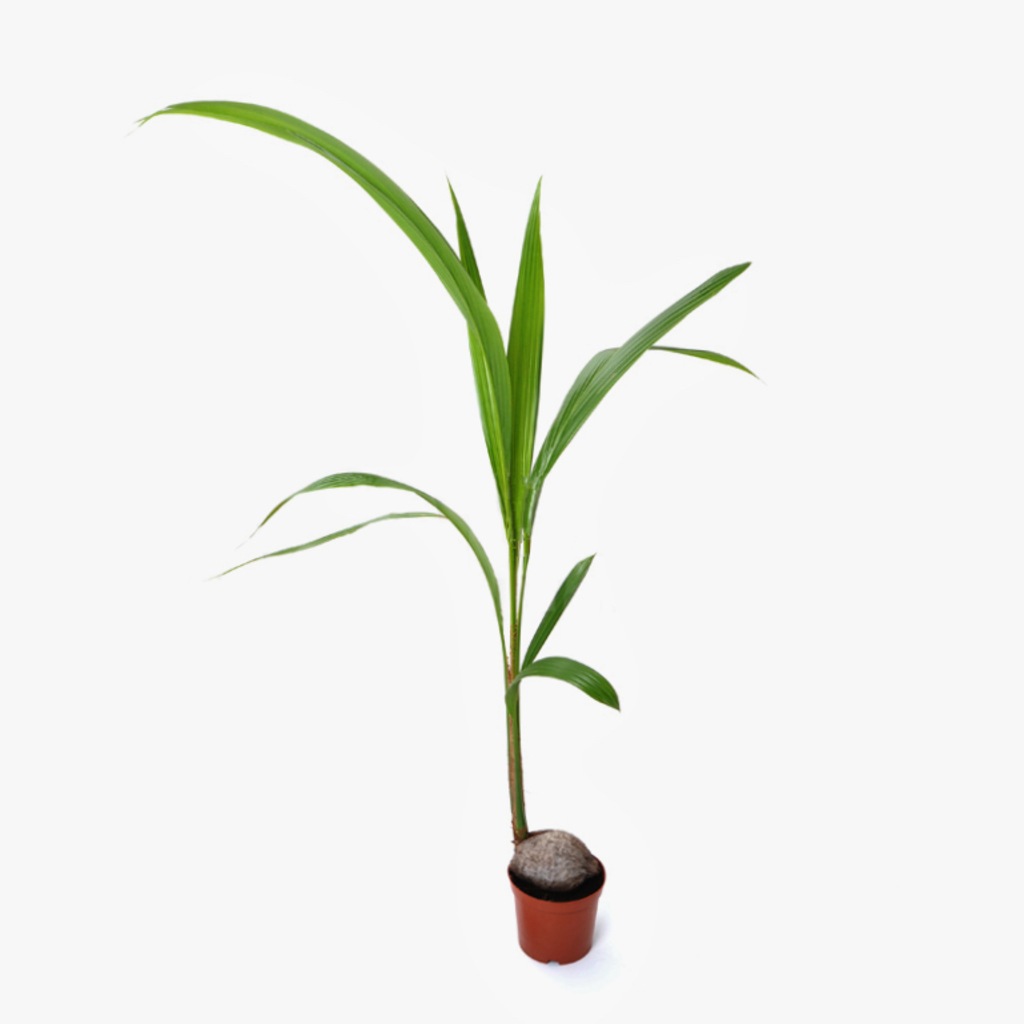 Cocos Palmiyesi Hindistan Cevizi Palmiyesi 160 Cm Ev Ofis Bitkisi