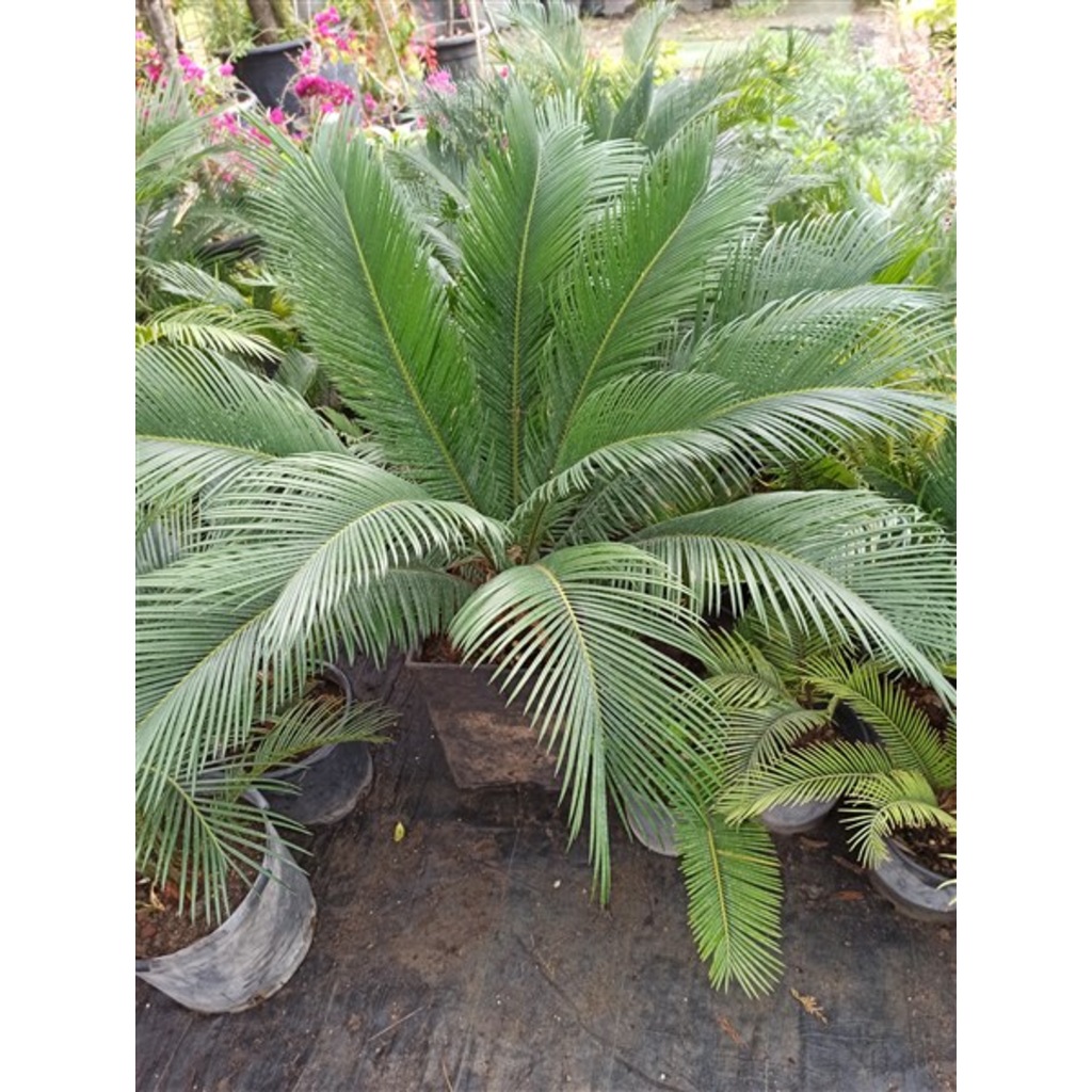 CYCAS REVOLUTA ORTA BOY