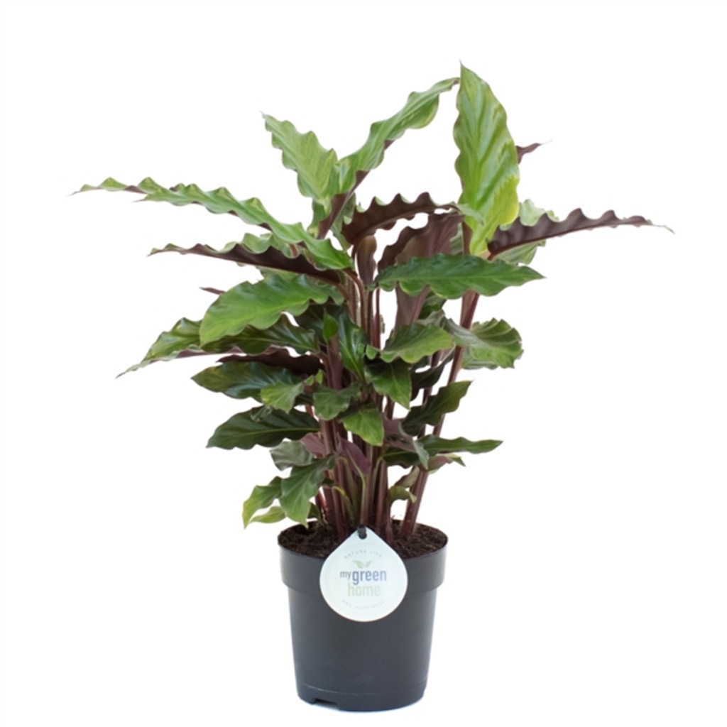 Dua Çiçeği _ Calathea Rufibarba İthal + 30 - 40 Cm Ezan ...