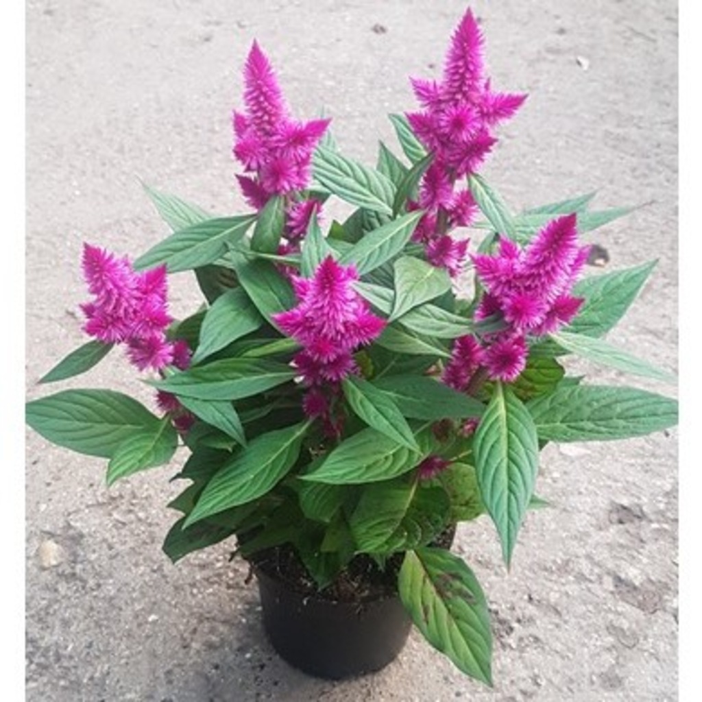 Horoz İbiği Bitkisi Celosia Çiçeği Ev Bitkisi Ofis Balkon Bitkisi