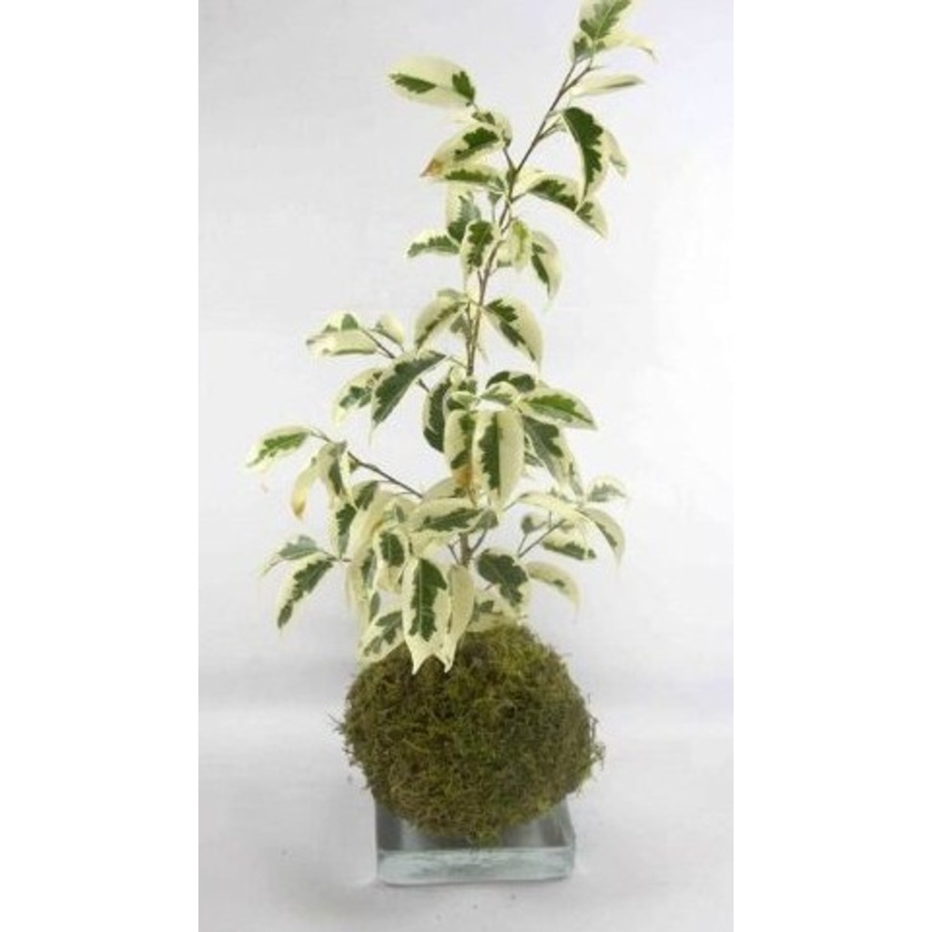 Kokedama Benjamin 80 Cm Ev Bitkisi Ofis Bitkisi