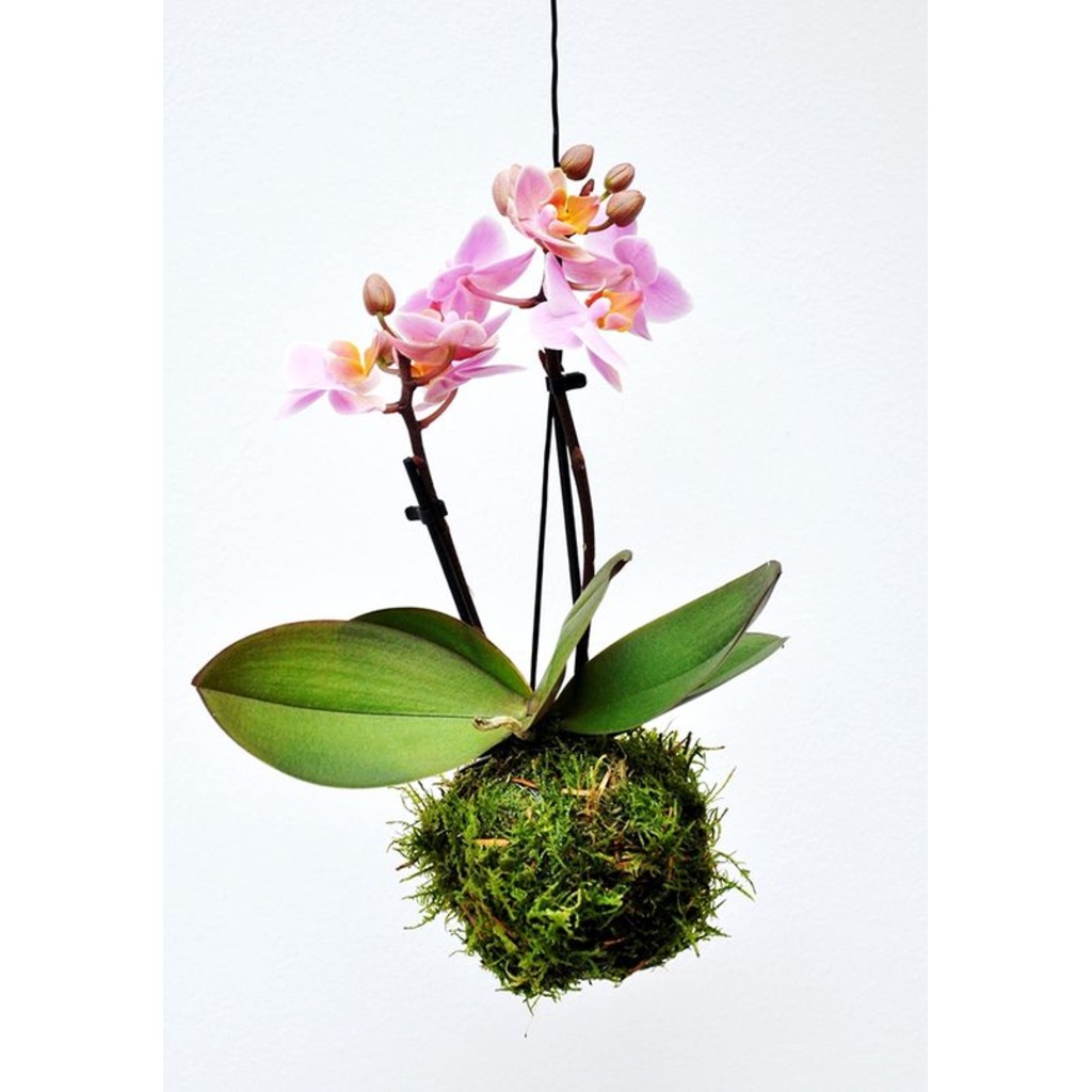 Kokedama Orkide Mini Ev Bitkisi Ofis Bitkisi Salon Bitkisi