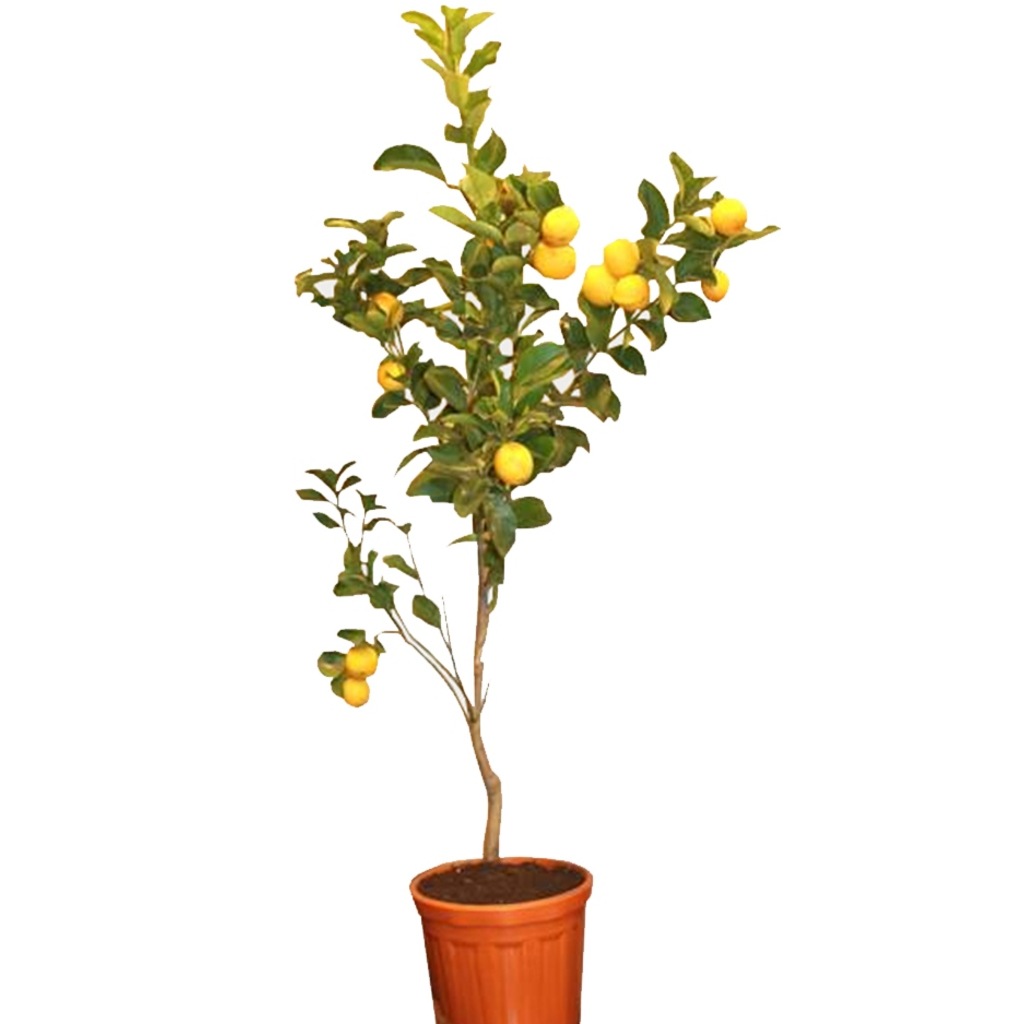 Limon Ağacı Yediveren Aşılı 120 cm Ev Bitkisi Bahçe Bitkisi Ofis