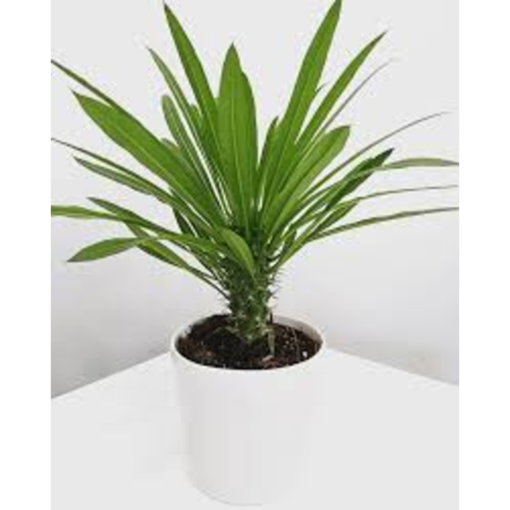 Madagaskar Palmiyesi Pachypodium Lamerei 40 cm Ev ve Ofis Bitkisi