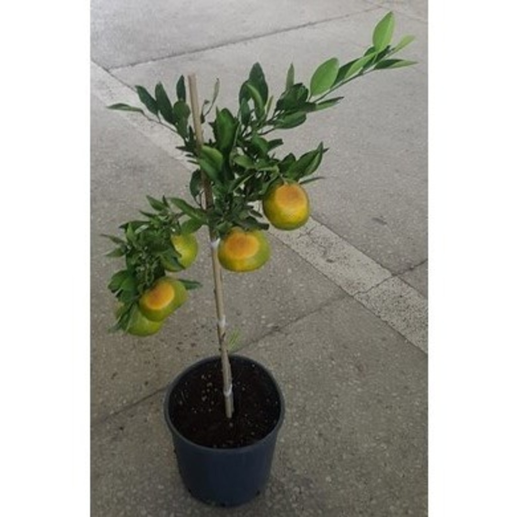 Mandalina Ağacı Yediveren Aşılı 120 Cm Yerli Ev ve Ofis Bitkisi