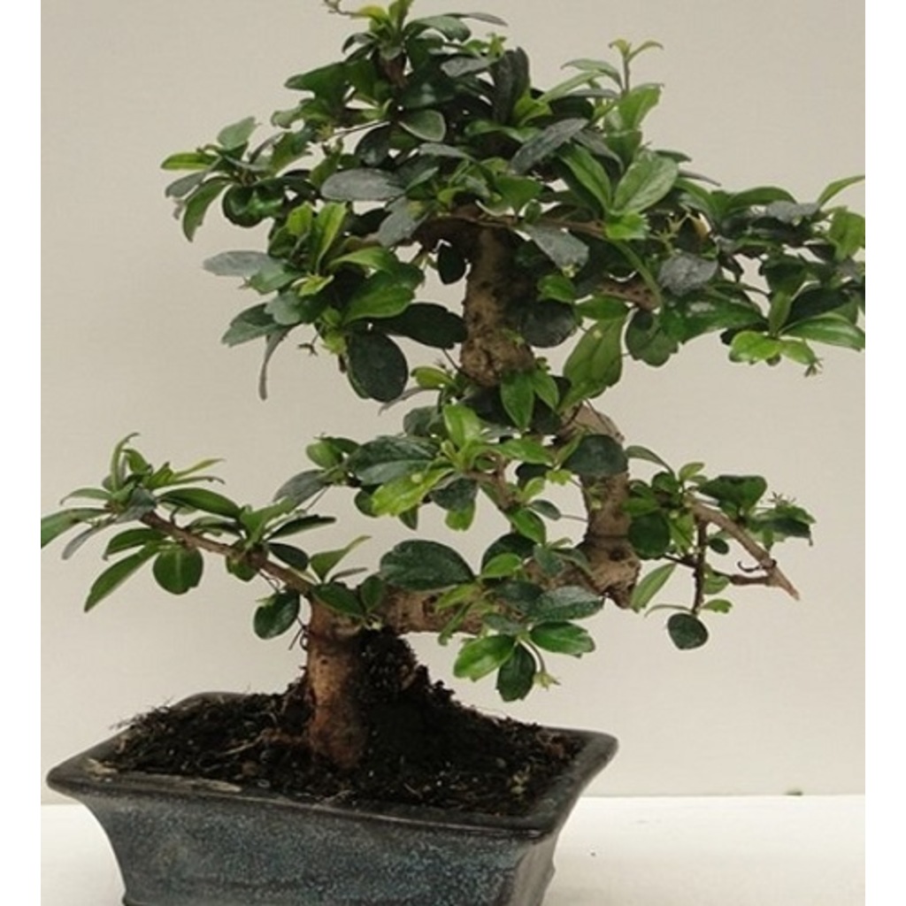 Bonsai Minik Ağaç Bonzai S Gövde Ev Bitkisi Salon ve Ofis Bitkisi