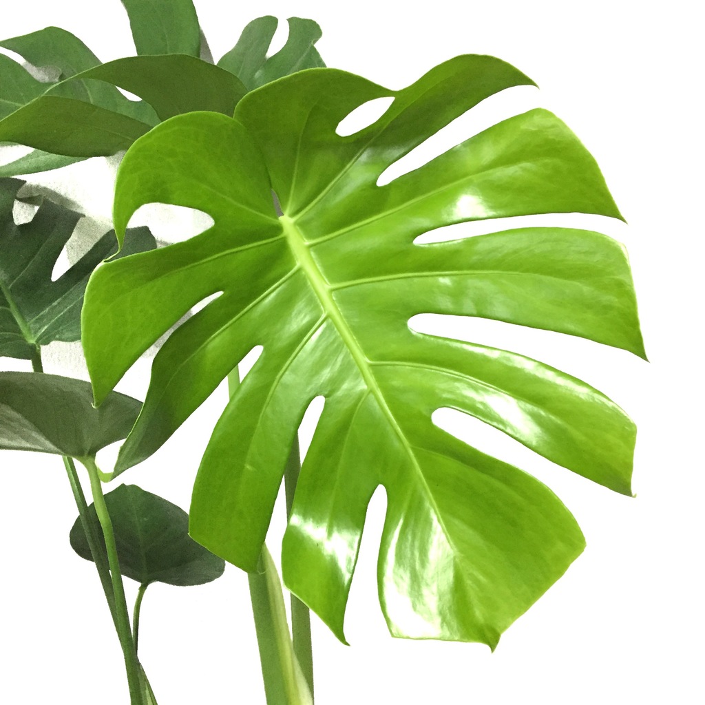 Monstera Variegata Baby For Sale Shopee Indonesia