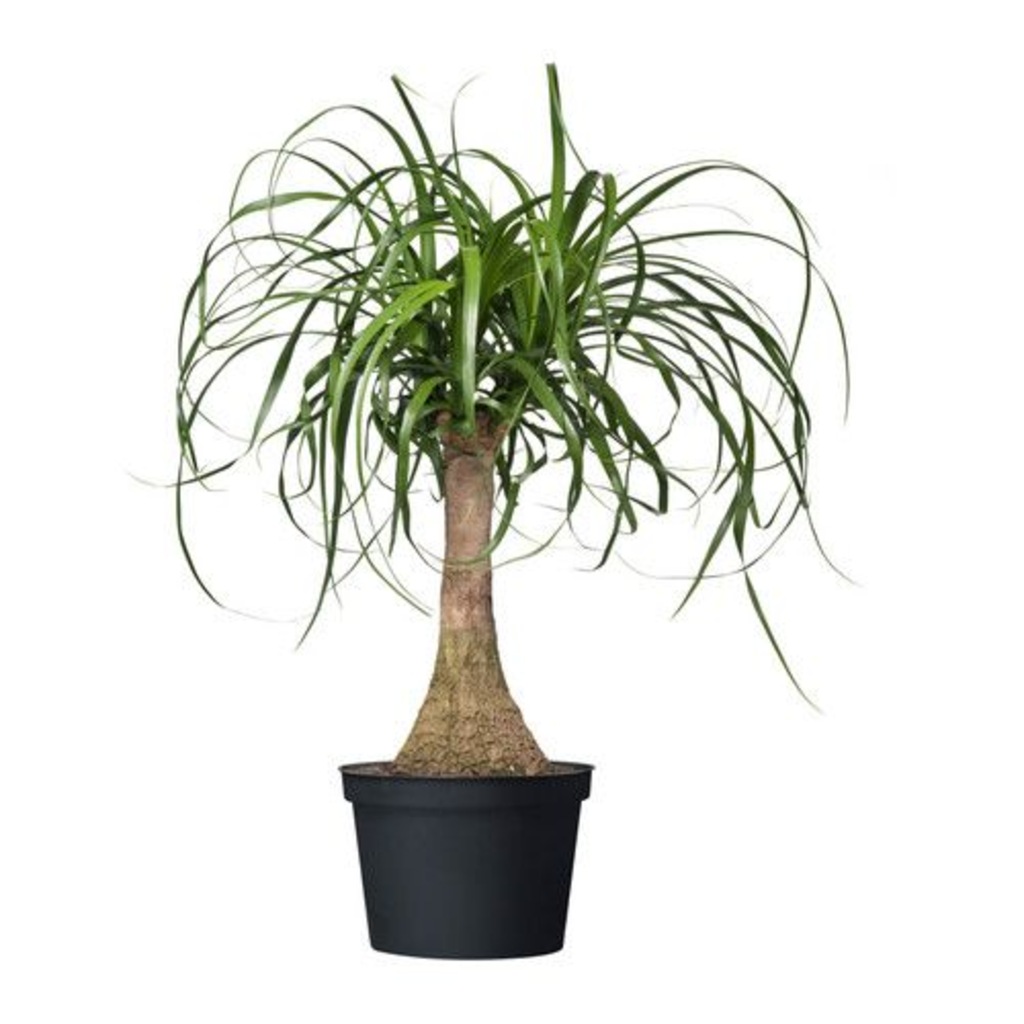 Nolina Fil Ayağı Bitkisi 30 40 Cm Ev Bitkisi Ofis Bitkisi Salon