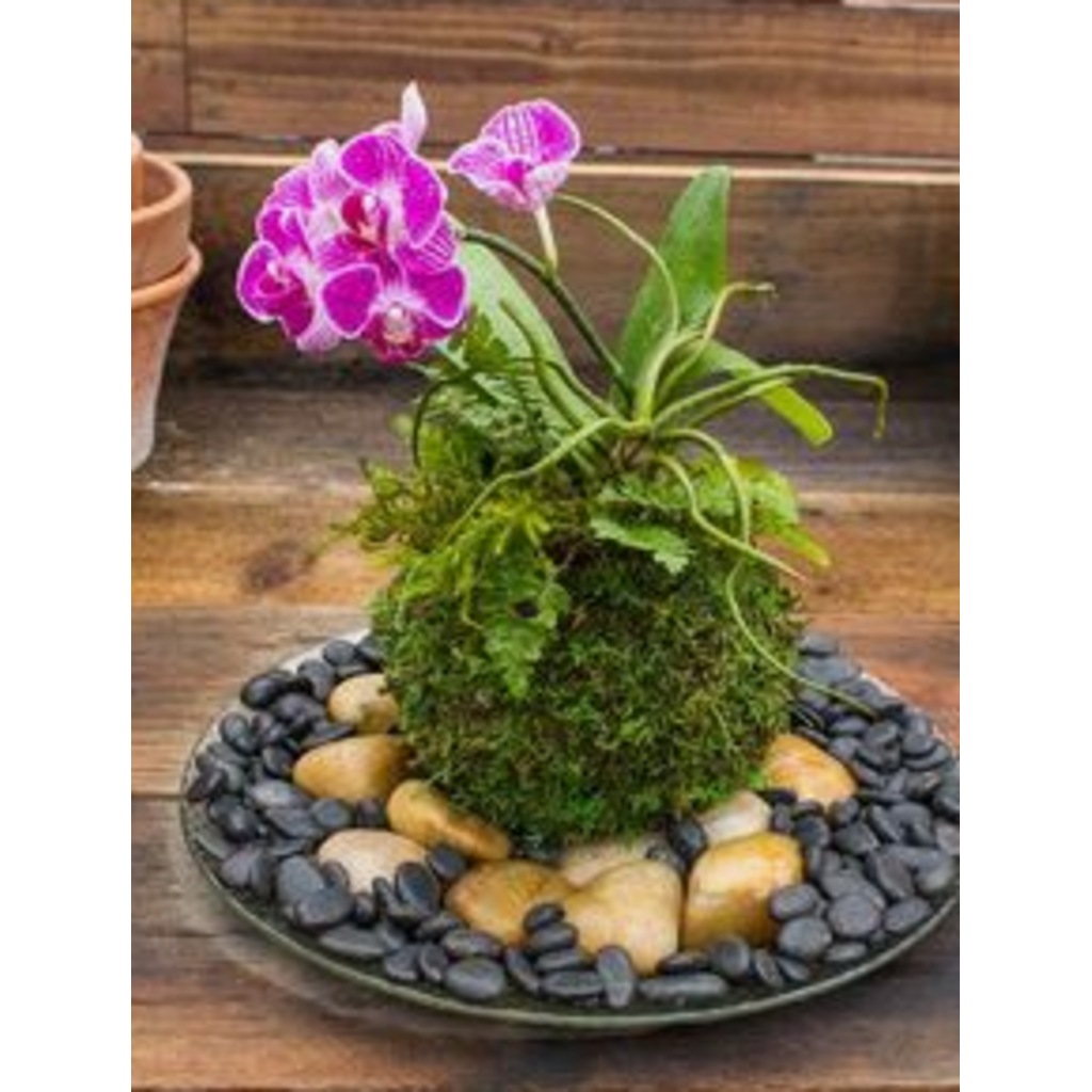 Orkide Phalaenopsis Çiçeği Kokedama Orkide Ev Bitkisi Salon Bitki