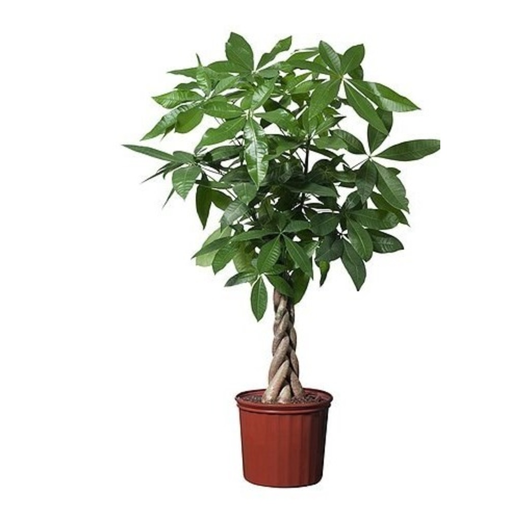 Para Ağacı Pachira Bitkisi 140 150 Cm Ev Bitkisi Ofis Bitkisi Fiyatları