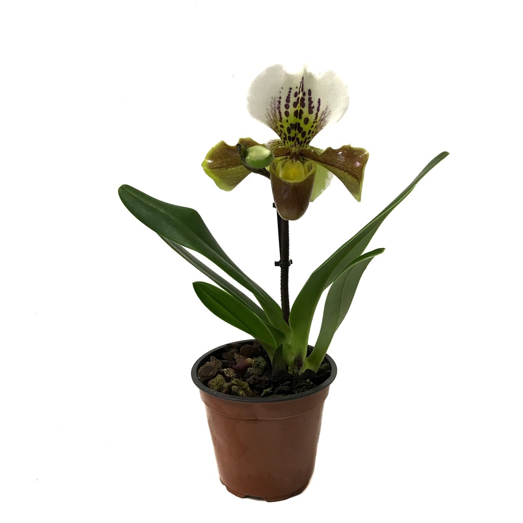 Paphiopedilum insigne Ev ve Ofis Bitkisi Fiyatları ve Özellikleri