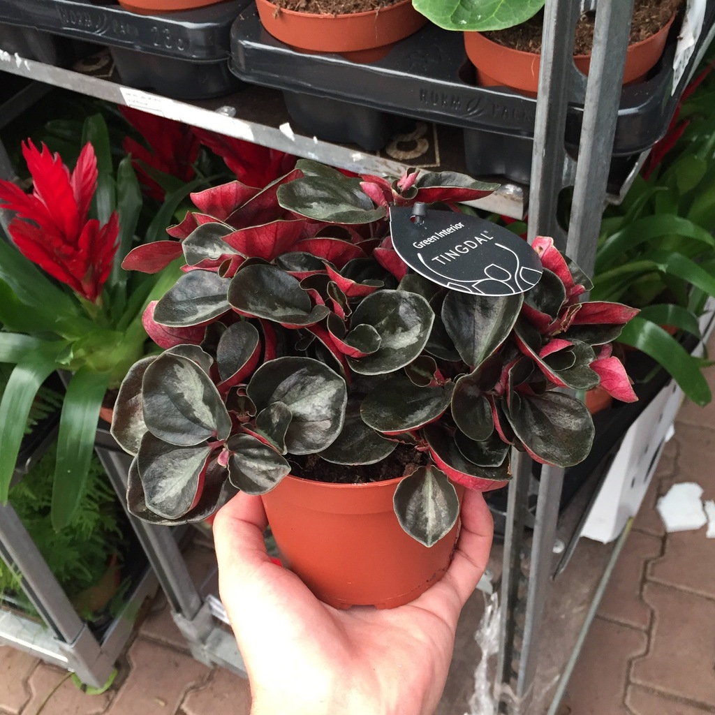 Peperomia metallica Ev ve Ofis Bitkisi Fiyatları ve Özellikleri