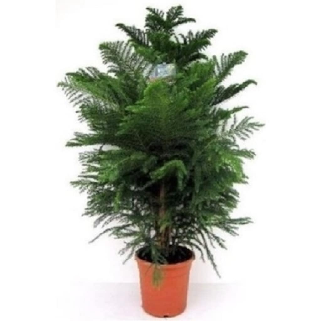 Salon Çamı Arokarya Araucaria 100 120 Cm Ev Bitkisi Ofis Bitkisi