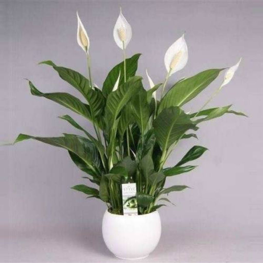 Spathiphyllum Barış Çiçeği Yelken Çiçeği 30 cm Uzunluk Fiyatları