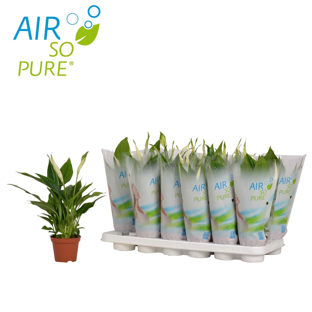 Spathiphyllum Hava Temizleme Barış Çiçeği Ev Bitkisi Fiyatları ve