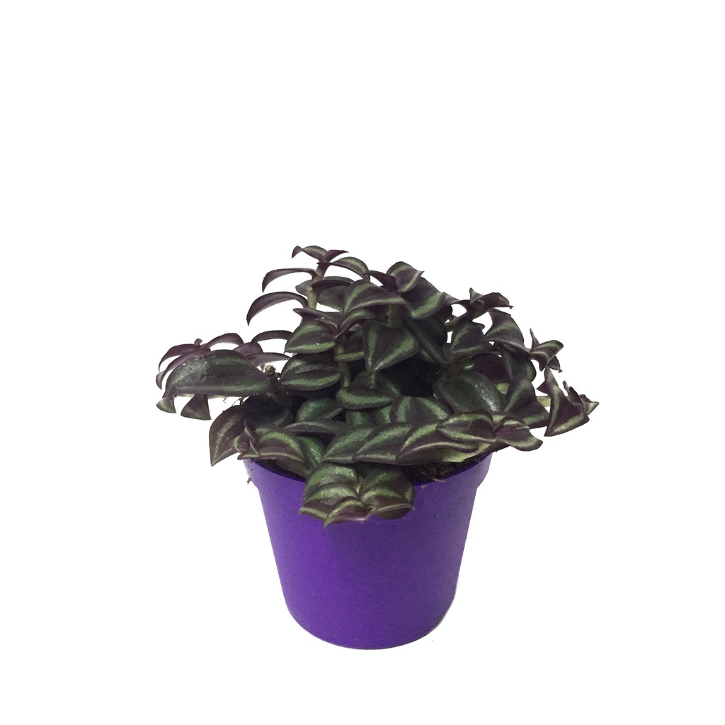 Tradescantia zebrina �Purple Joy� Ev Bitkisi Fiyatları ve Özellikleri