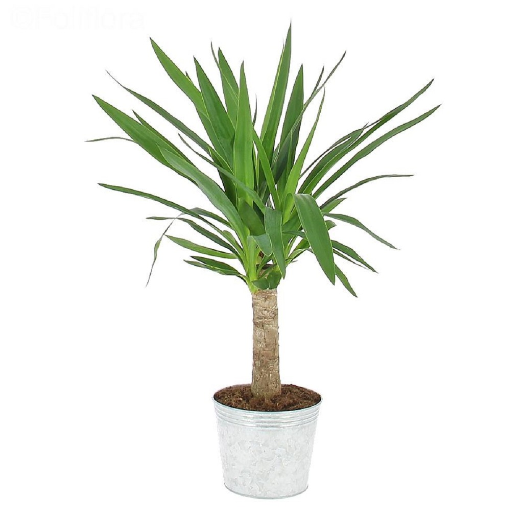 Yucca Çiçeği Tek Gövde 40 50 cm Boy Ev Bitkisi Ofis Bitkisi Fiyatları