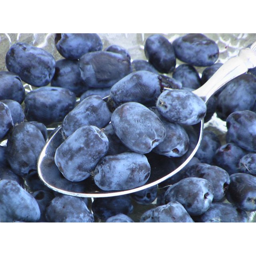 Borealis® Haskaphoneyberry Fidanı Lonicera Caerulea Borealis