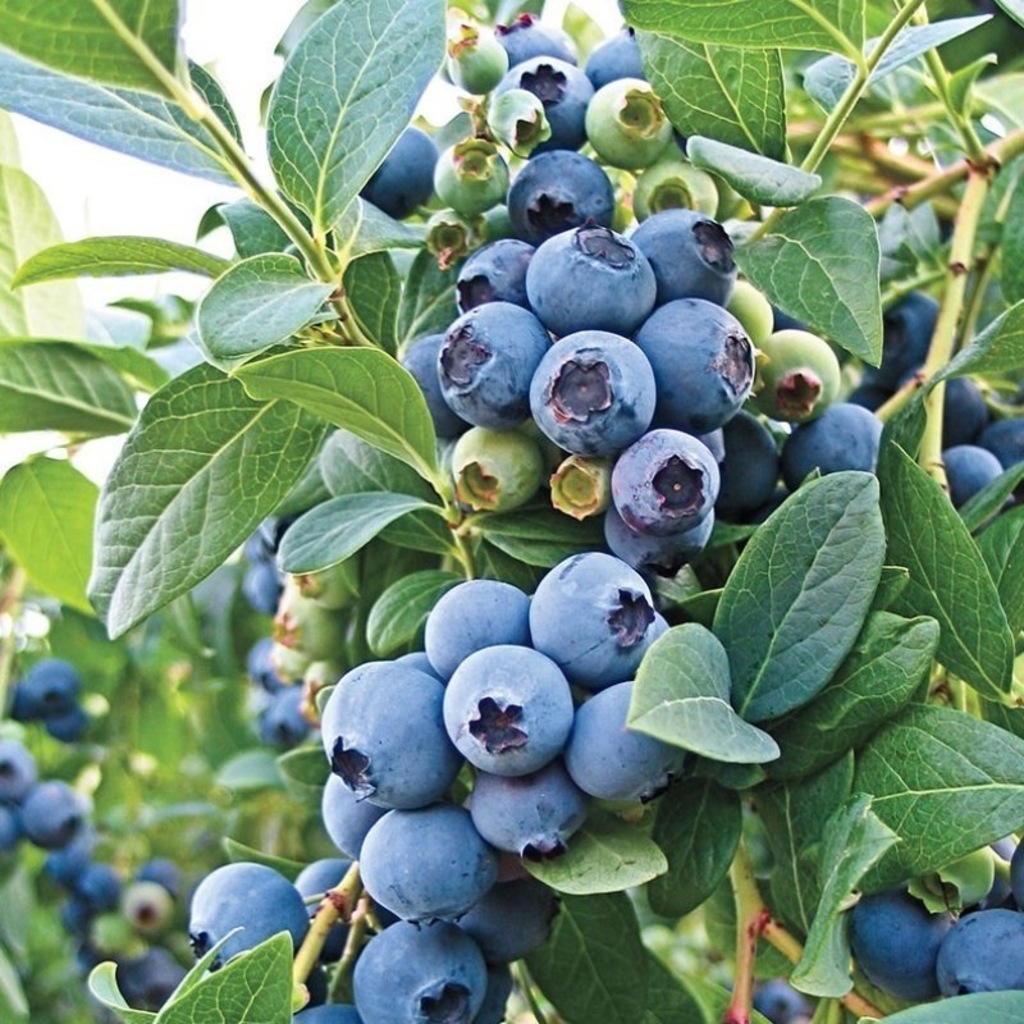 Черника Саженцы Купить В Новосибирске