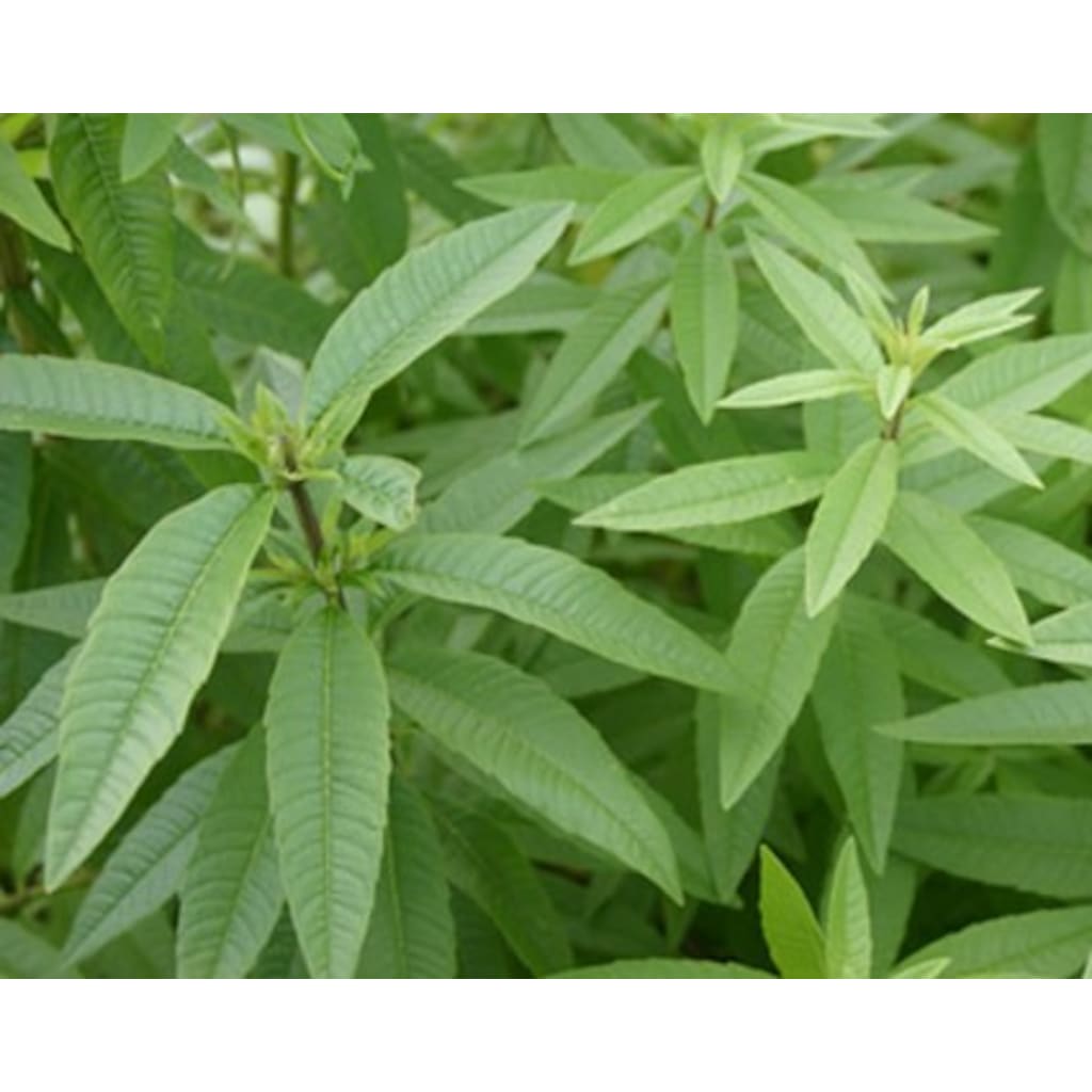 LİMON OTU MELİSA (Aloysia Triphylla) Fiyatları ve Özellikleri