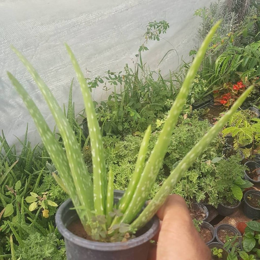 Sarısabır Bitkisi (Aloe vera) Neye İyi Gelir Sarısabır Bitkisi (Aloe vera) Neye İyi Gelir