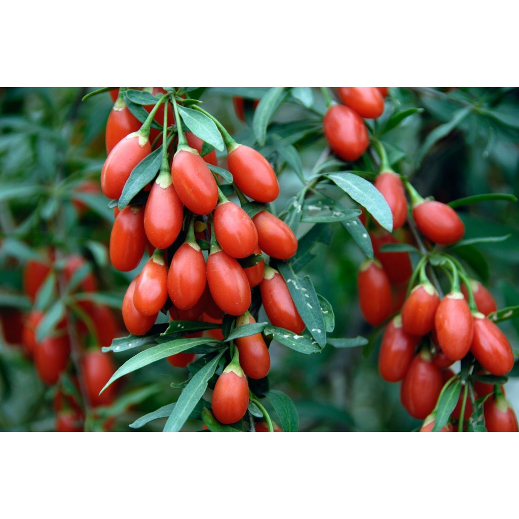 Goji meyvesi Goji meyvesi