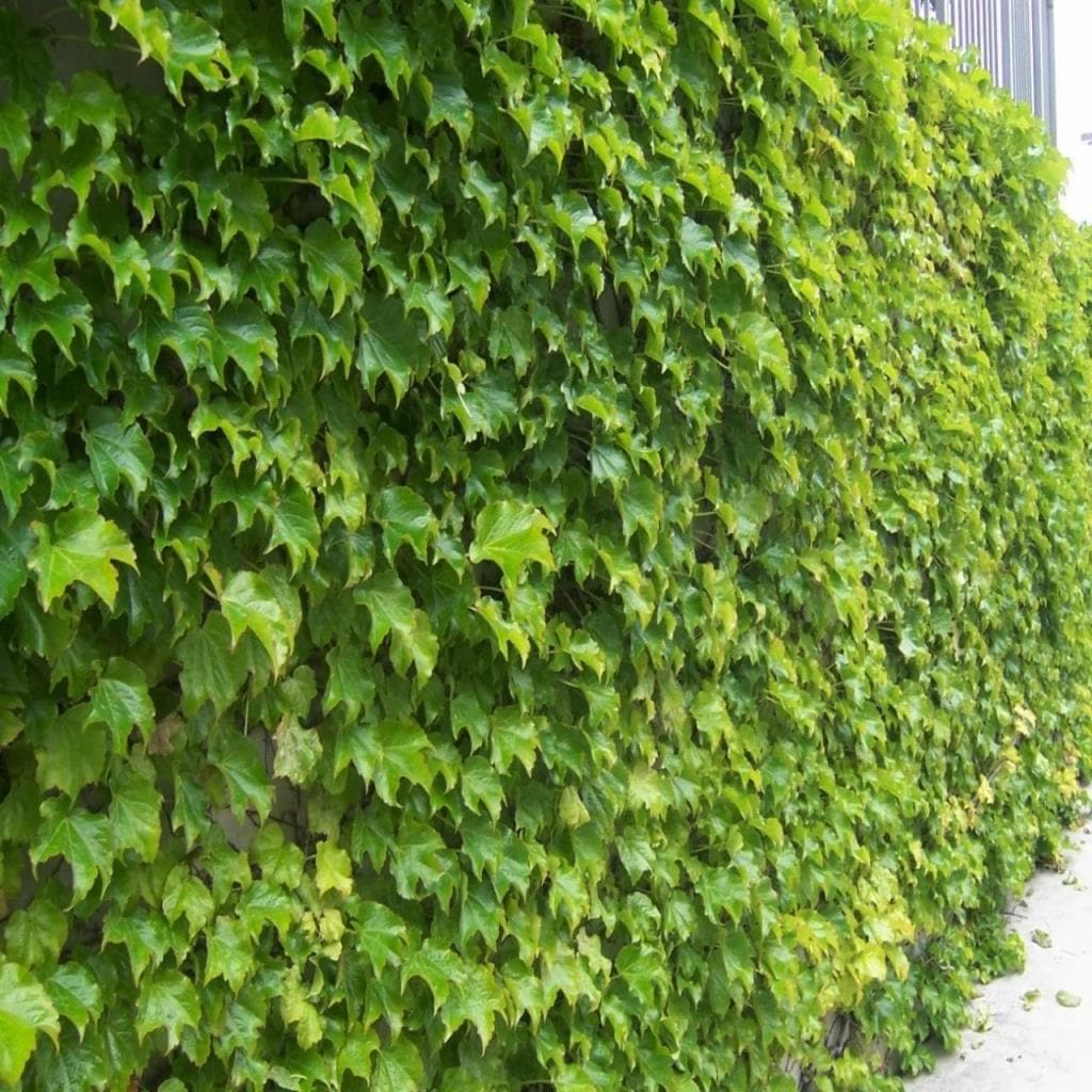 Tüplü Vantuzlu Cucurbıtae Murus Duvar Sarmaşık Fidanı Fiyatları ve Tüplü Vantuzlu Cucurbıtae Murus Duvar Sarmaşık Fidanı Fiyatları ve
