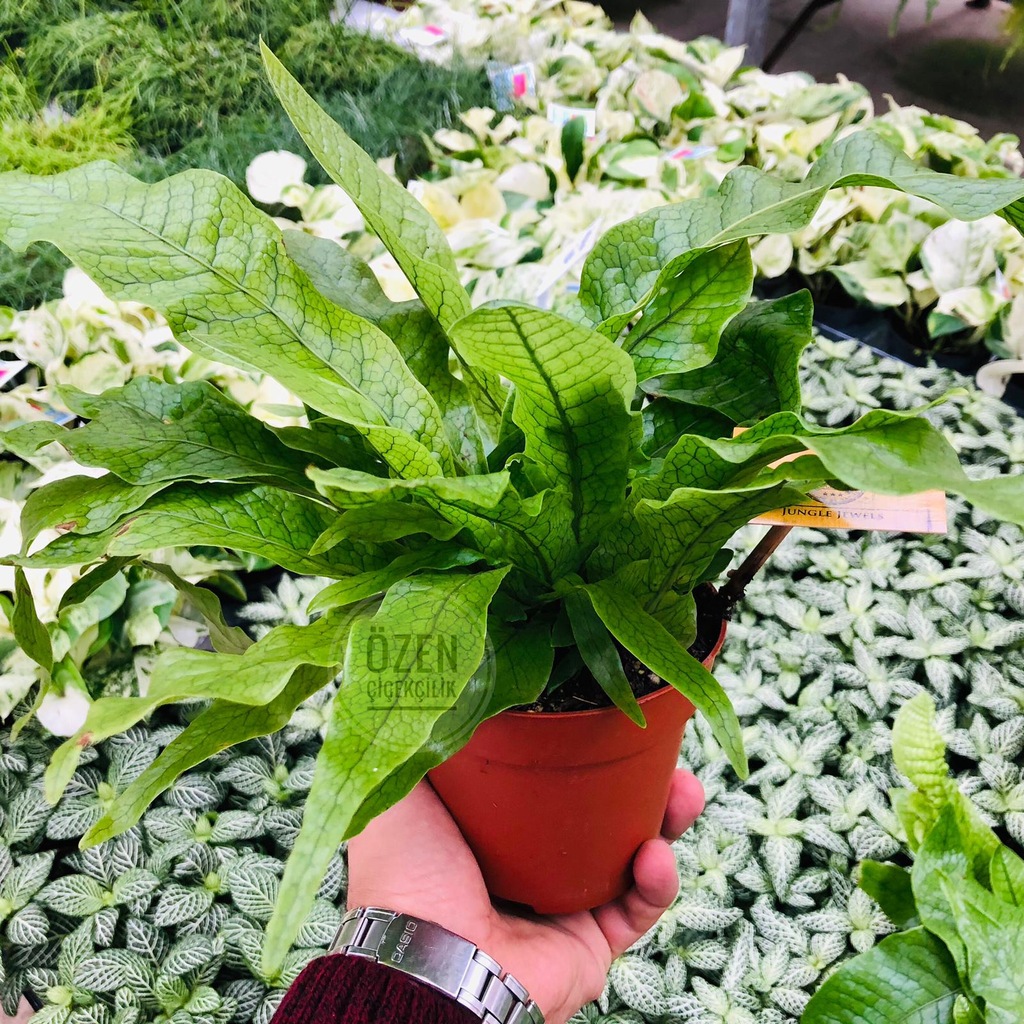Asplenium Nidus Plant Açık Yeşil Bol Yapraklı Ev Ofis Bitkisi Fiyatları