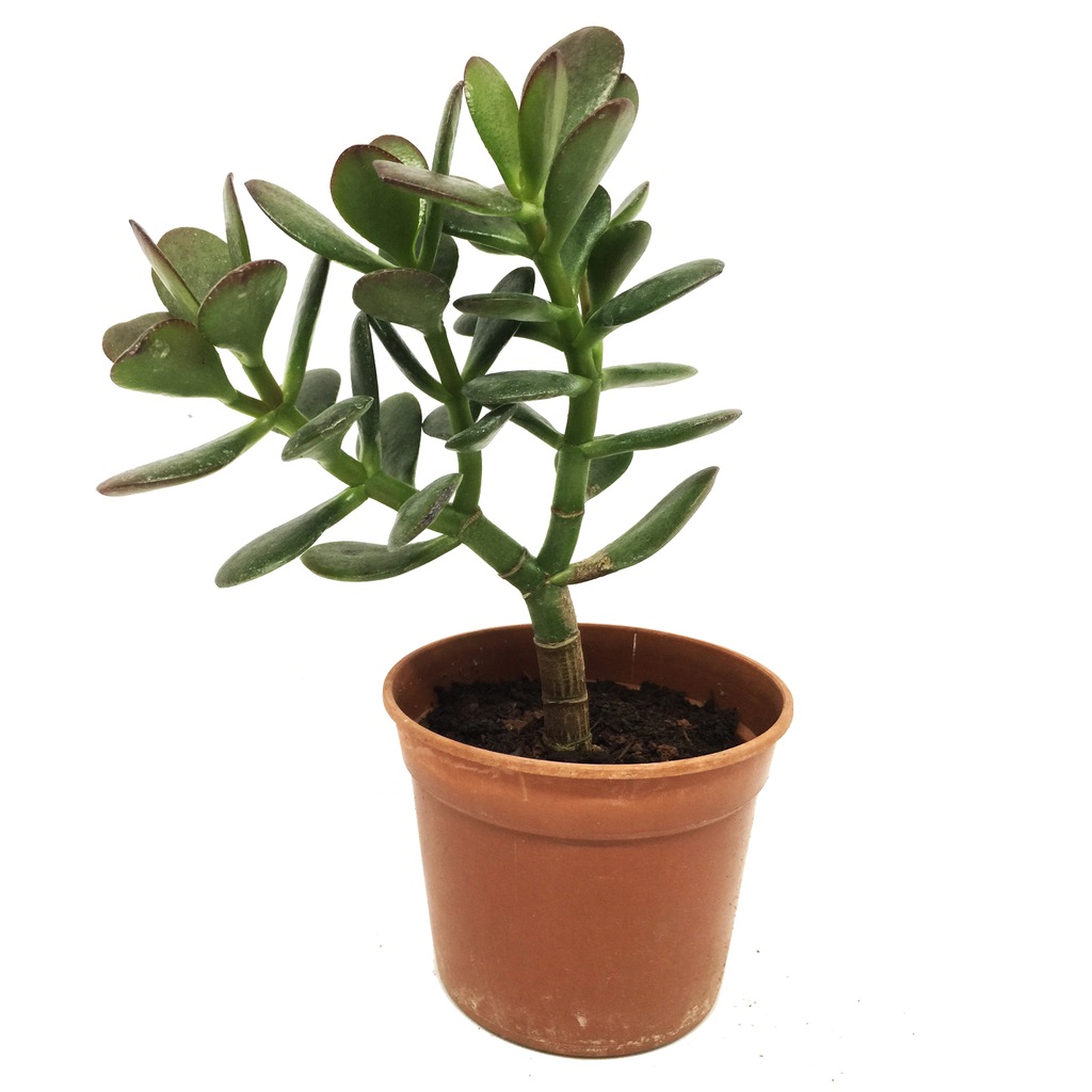 Jual Produk Plant Crassula Ovata Big Size Murah Dan Terlengkap November 2020 Bukalapak