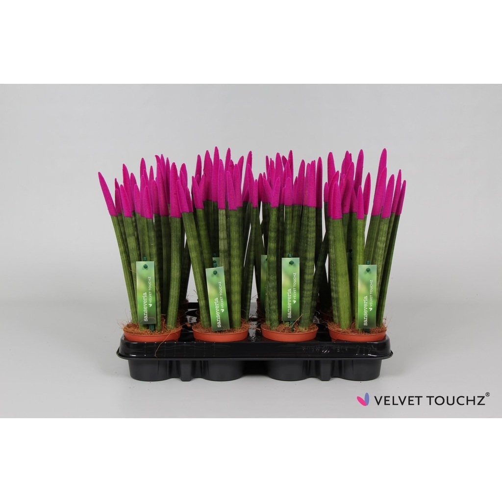 Renkli Paşa Kılıcı Çiçeği Sansevieria Velvet Touch M İx + 30 Cm