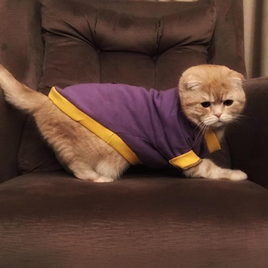 Purple Car Kedi Süeteri Kedi Kıyafeti Araba Desenli