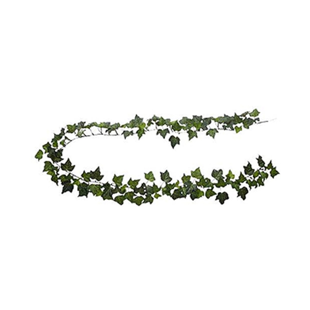 Ivy: evde bakım (özellikler) Ivy: evde bakım (özellikler)
