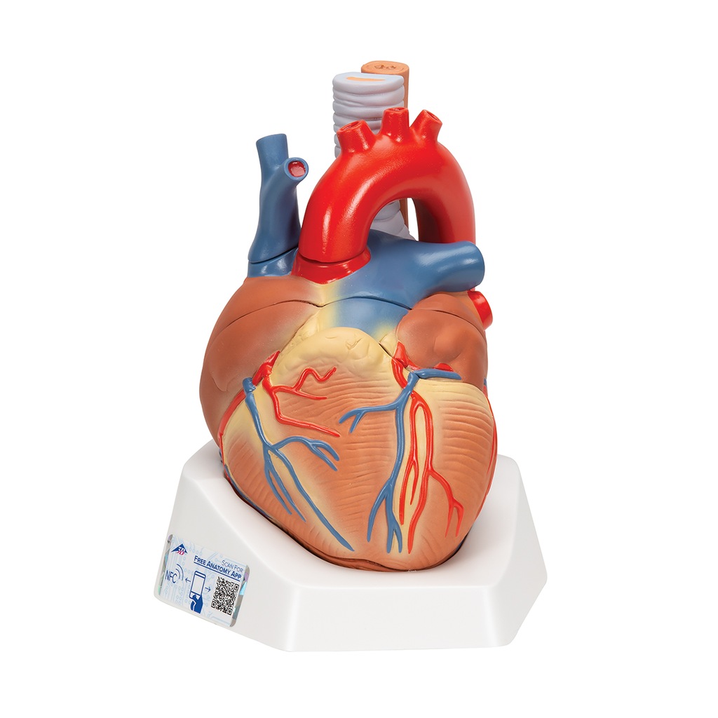 Kalp Yetersizliği Hastaları Nelere Dikkat Etmelidir? | Kalbinidinlesen