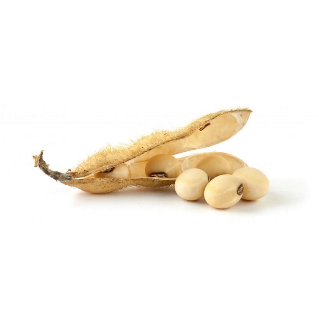 Soya fasulyesi Soya fasulyesi